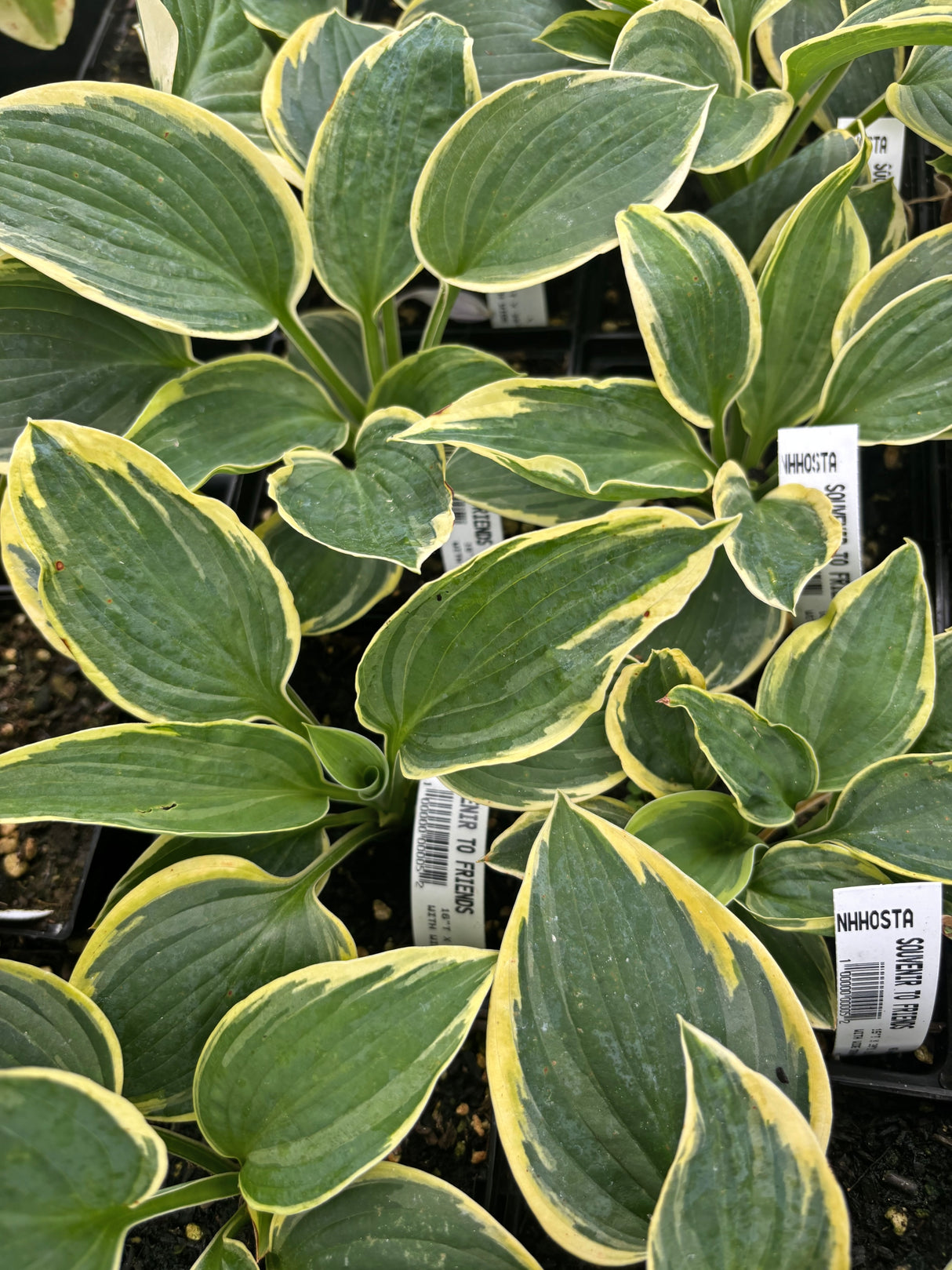 Souvenir to Friends Hosta