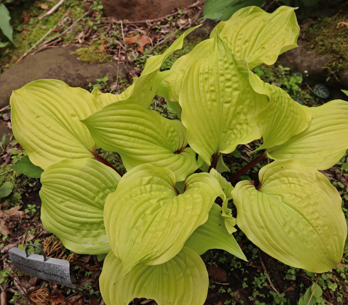 Sparkling Sunshine Hosta