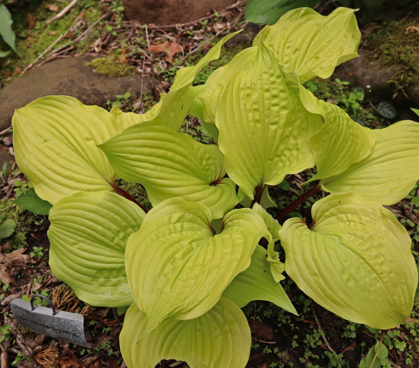 Sparkling Sunshine Hosta