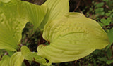 Sparkling Sunshine Hosta