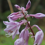 Sparkling Sunshine Hosta