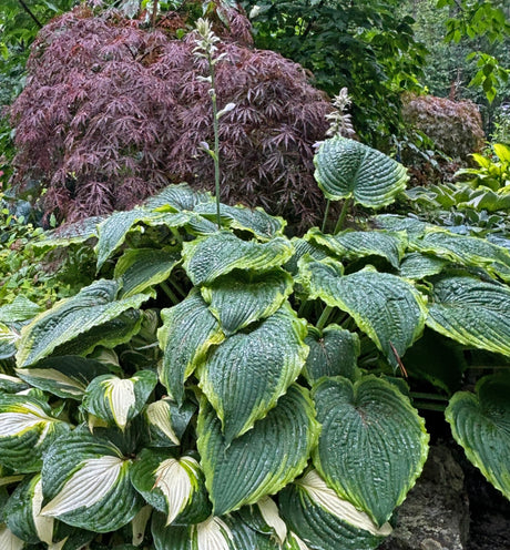 Spartacus Hosta