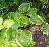 Spartan Glory Hosta - 4.5 Inch Container