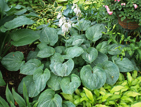 Spilt Milk Hosta