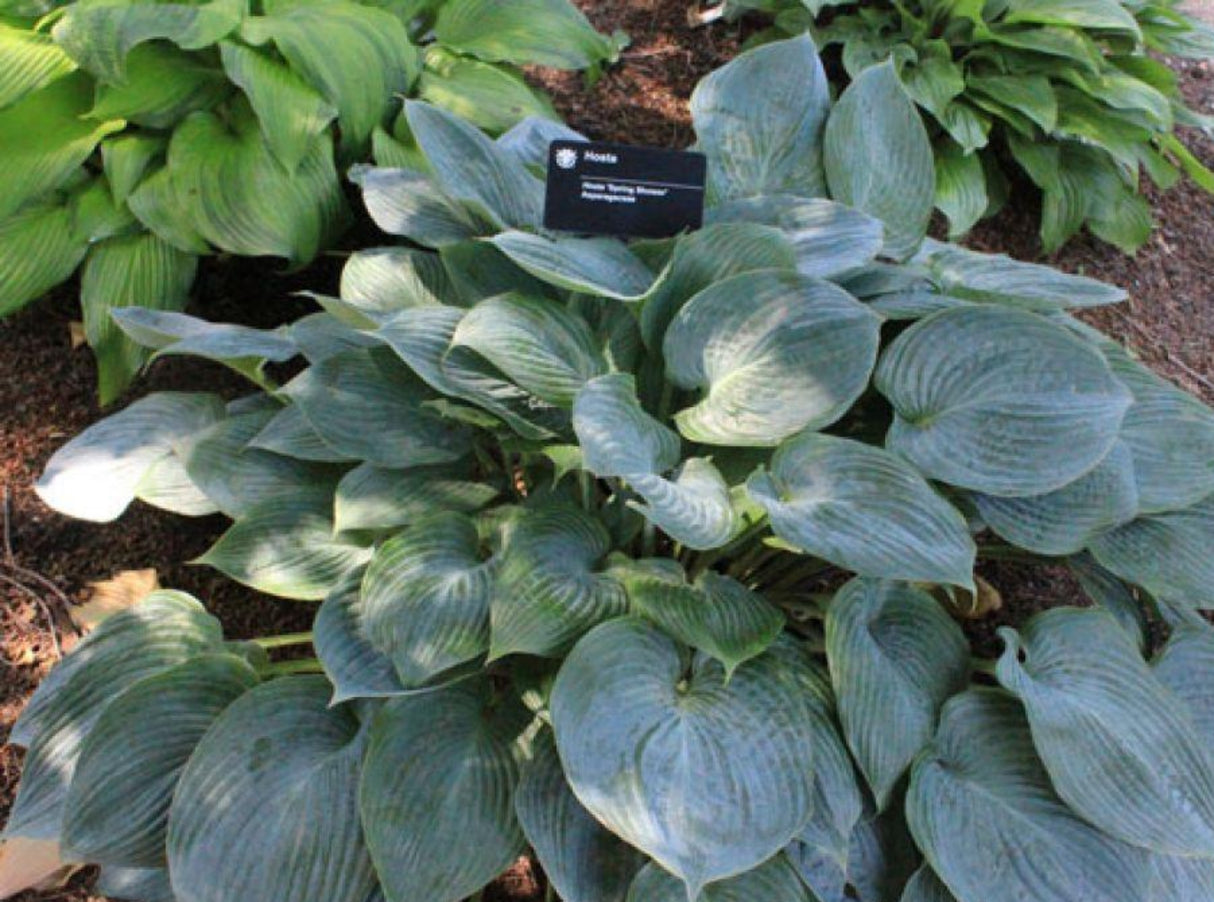 Spring Shower Hosta