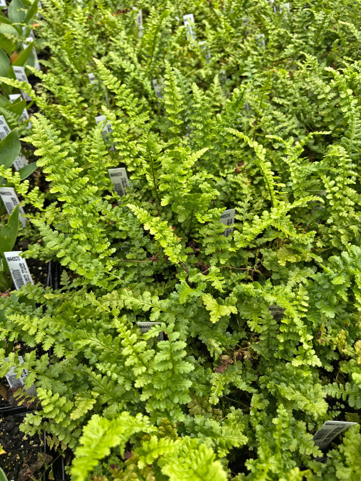 Narrow Leaf Gold-Scaled Male Fern