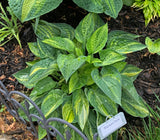 Stacked Deck Hosta