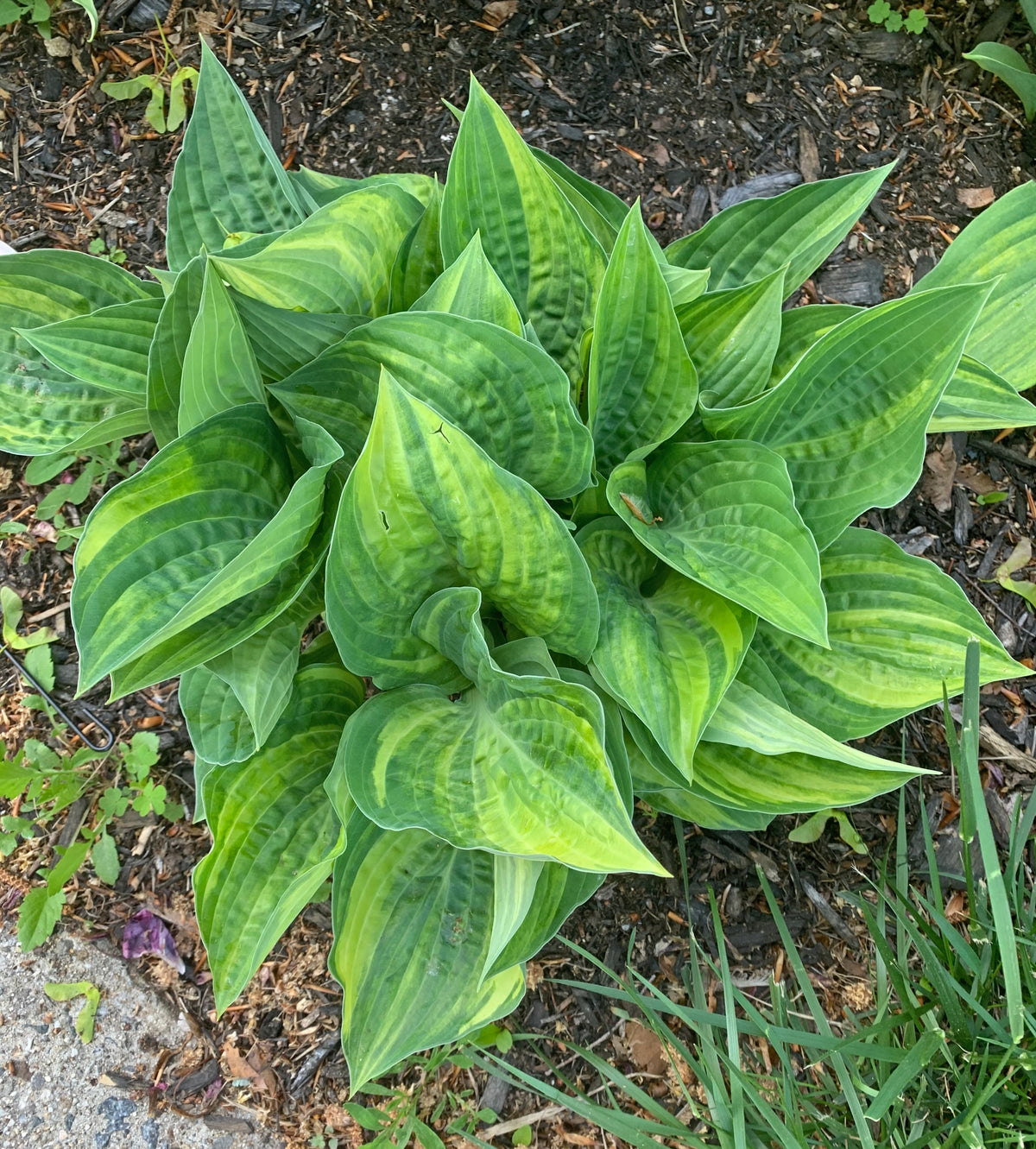 Stacked Deck Hosta