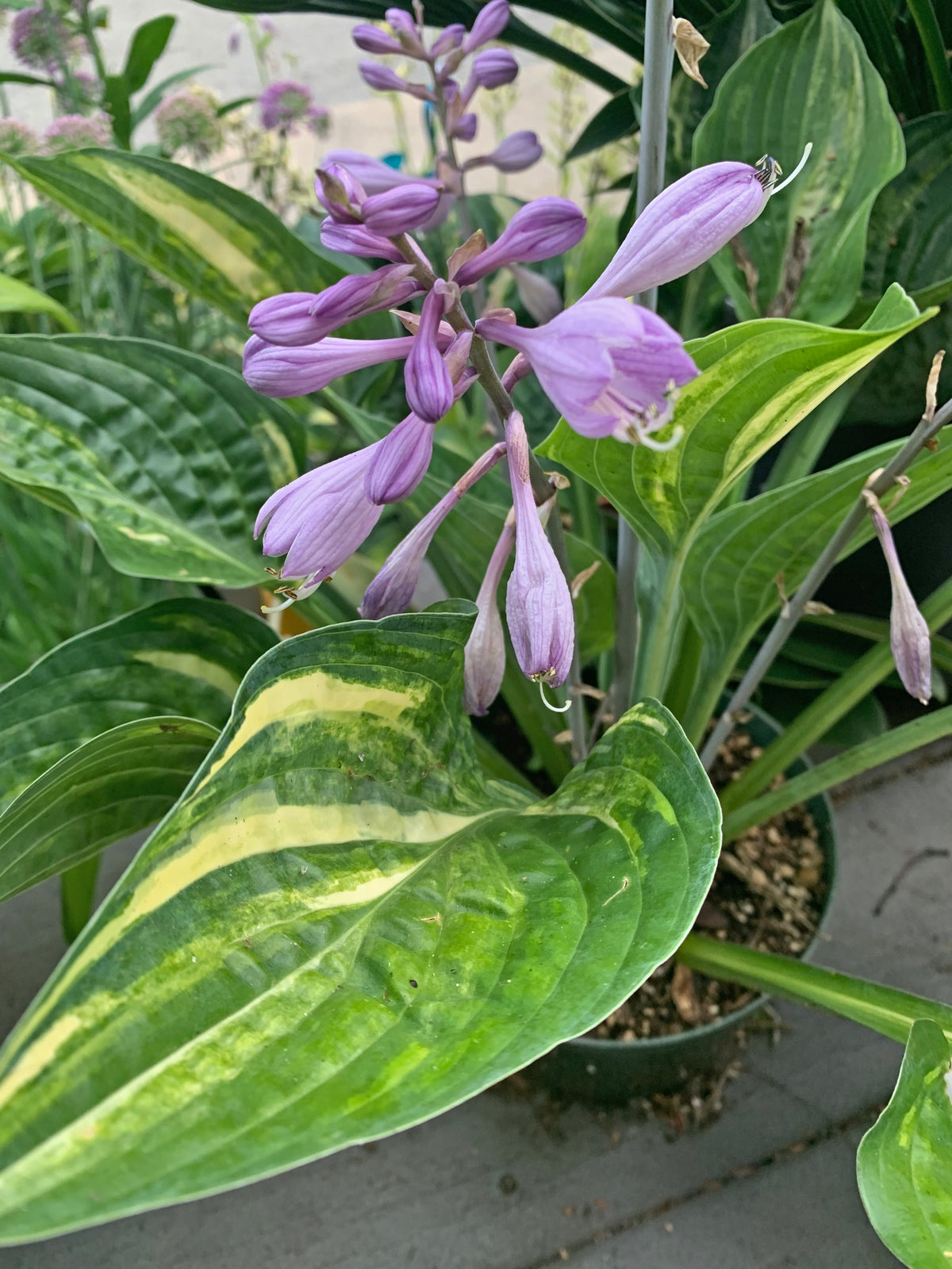 Stacked Deck Hosta