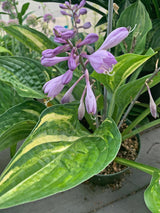 Stacked Deck Hosta