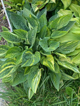 Stacked Deck Hosta