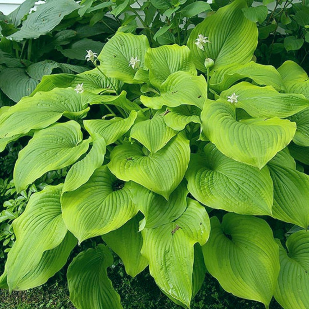 Star-kissed Hosta