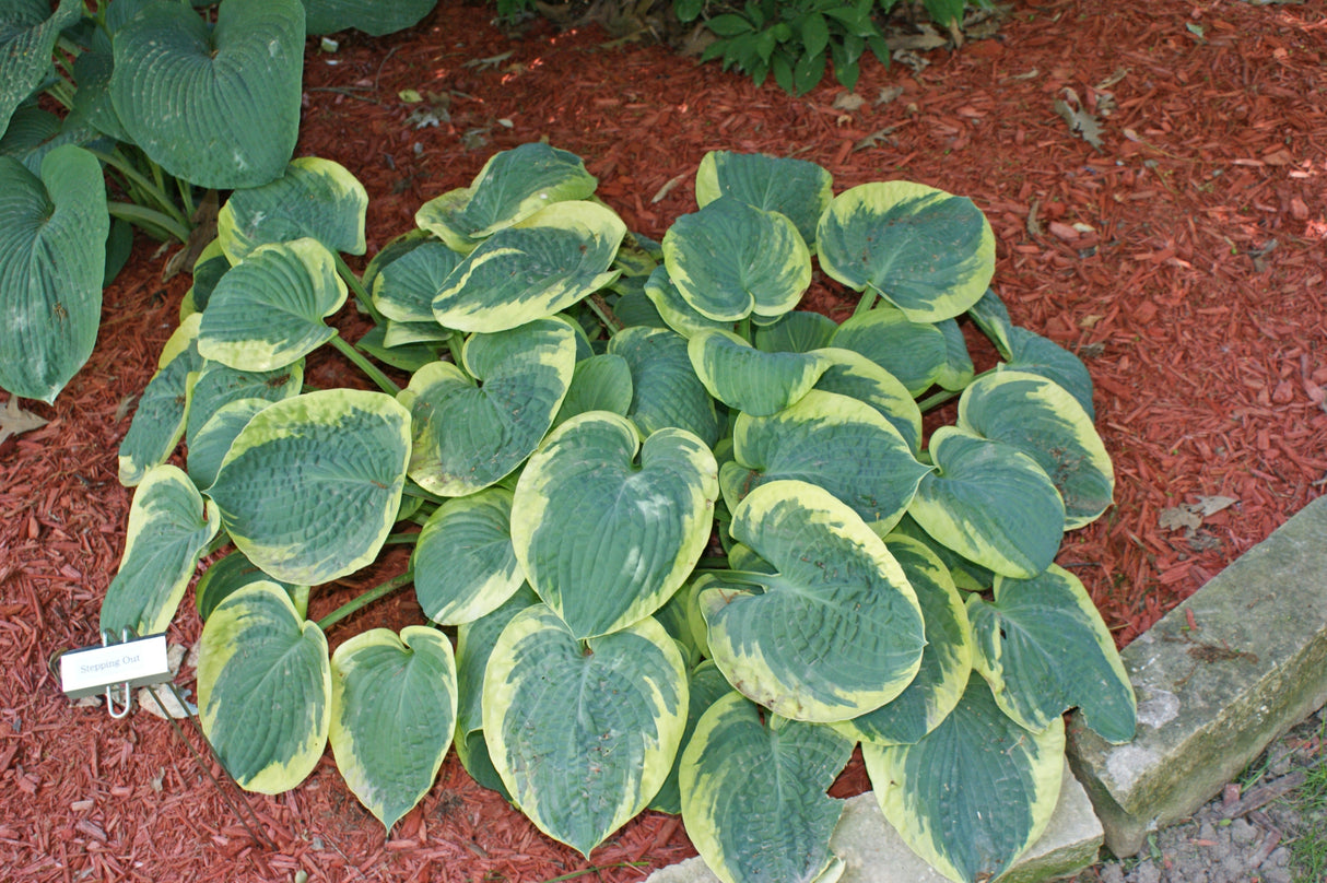 Stepping Out Hosta