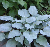 Sterling Medallion Hosta