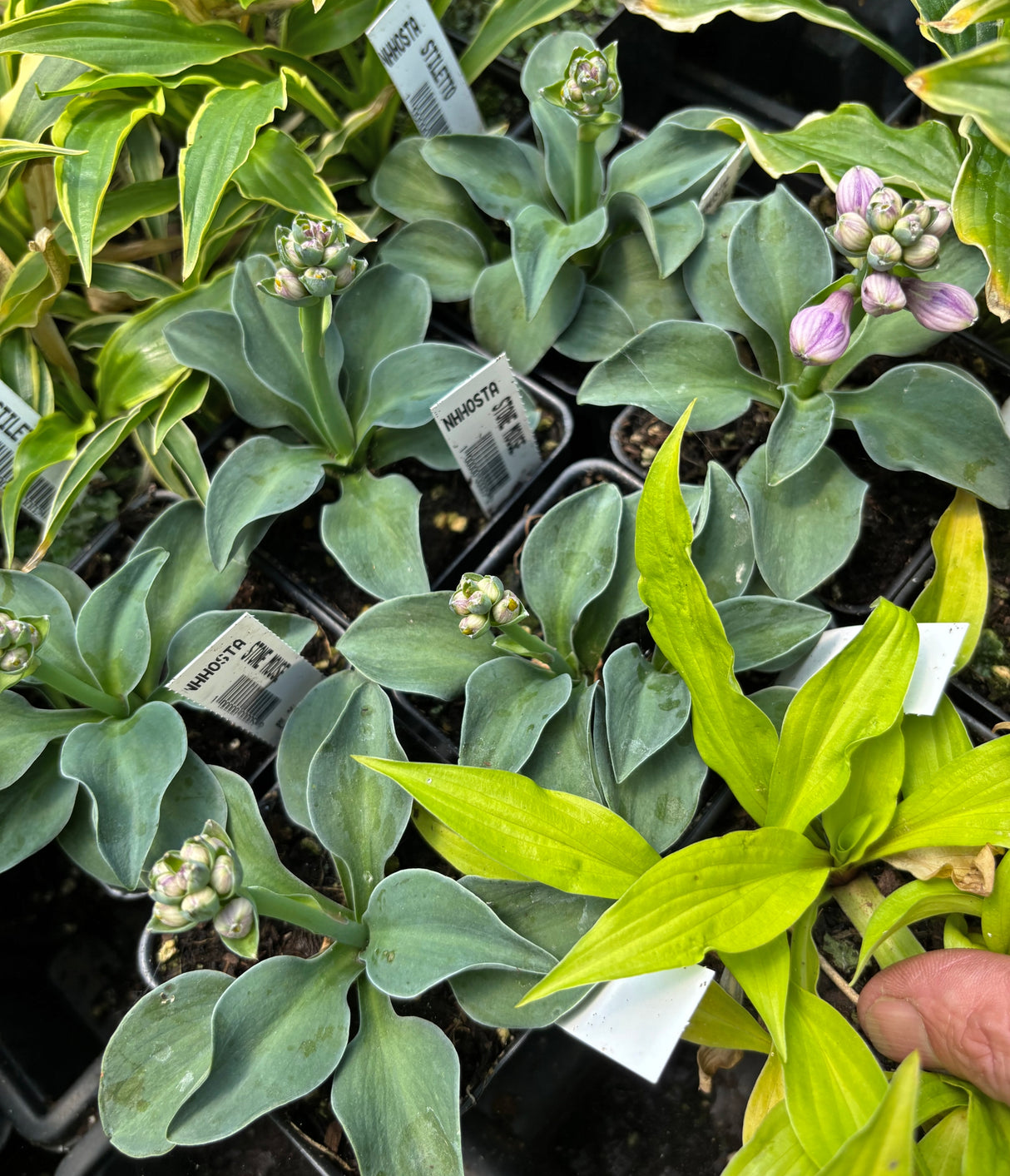 Stone Mouse Hosta