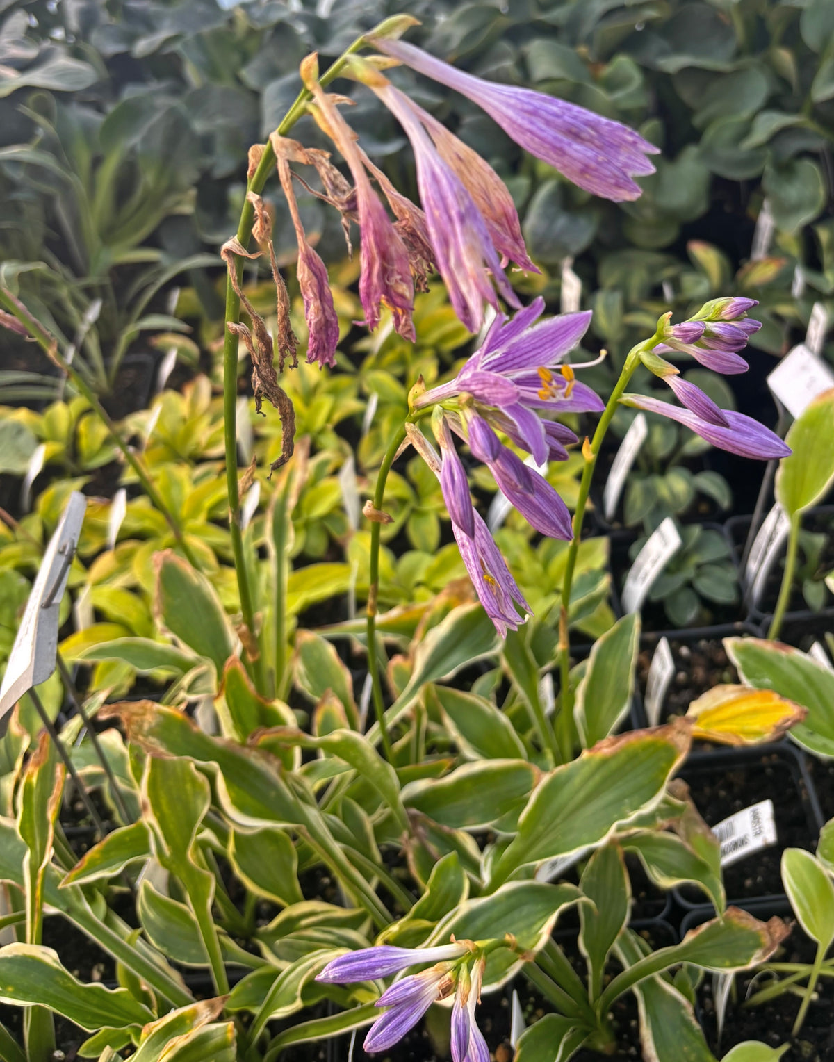 Sugar Babe Hosta