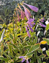 Sugar Babe Hosta