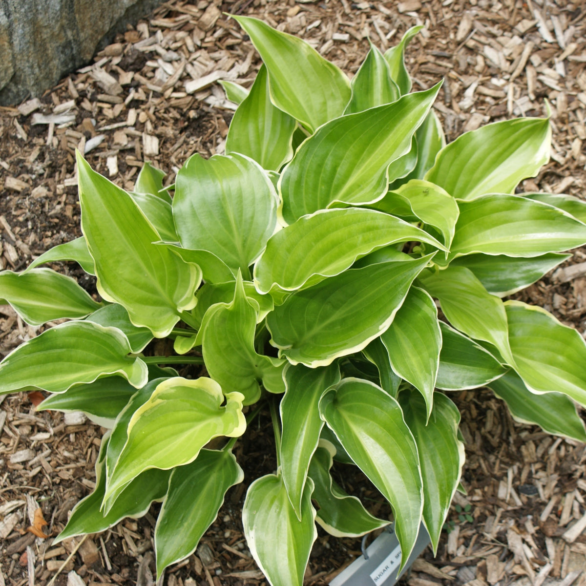 Sugar and Spice Hosta - Shade Perennial Fragrant Hosta Plant – NH Hostas