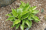 Sugar and Spice Hosta