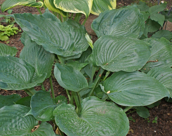 Sum Zero Hosta 
