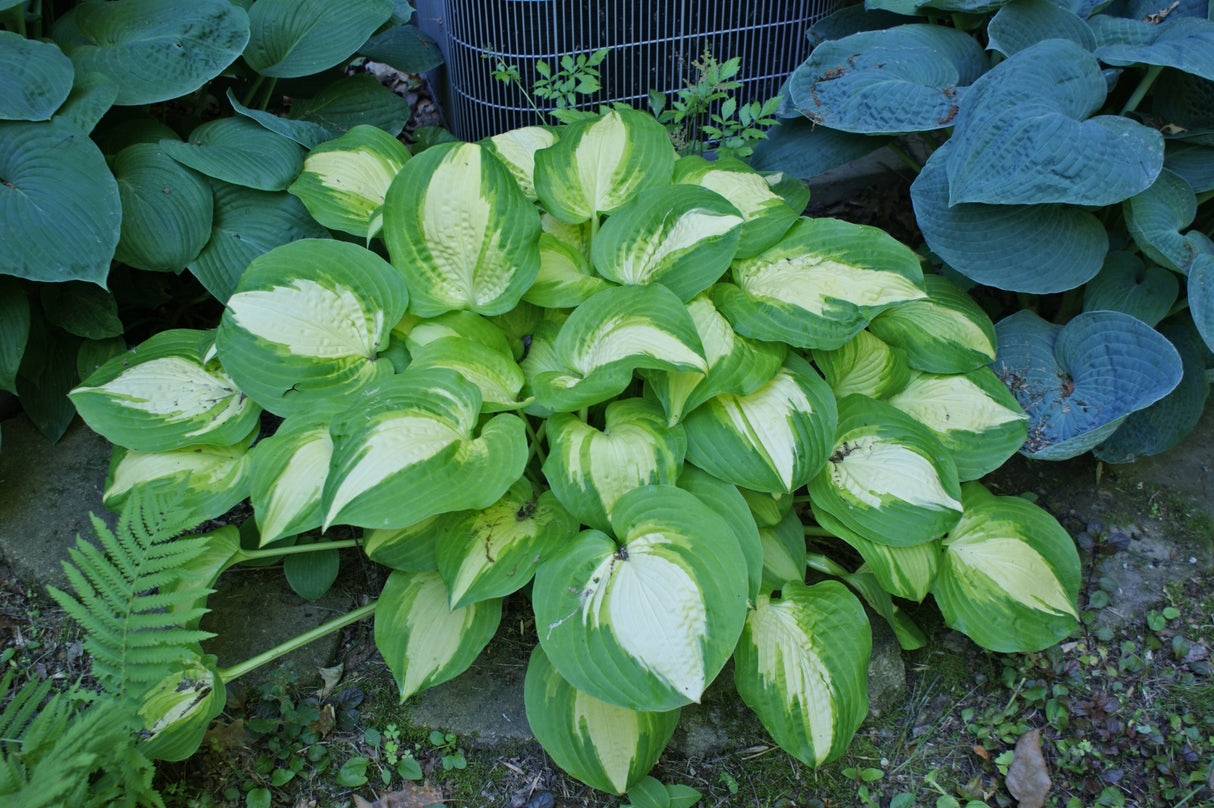 Summer Music Hosta