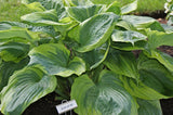 Sum of All Hosta