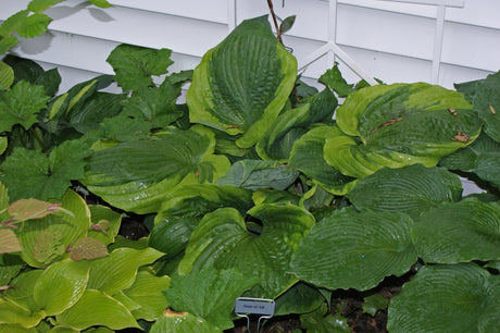 Sum of All Hosta