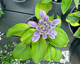 Sun Flower Hosta