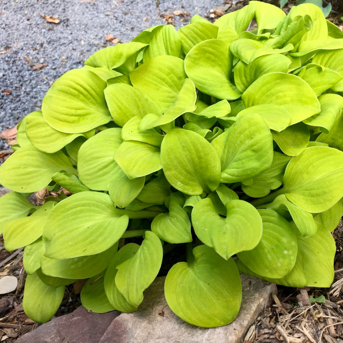 Buy Small Hosta Plants Online - 9 To 14 Inches Tall – NH Hostas