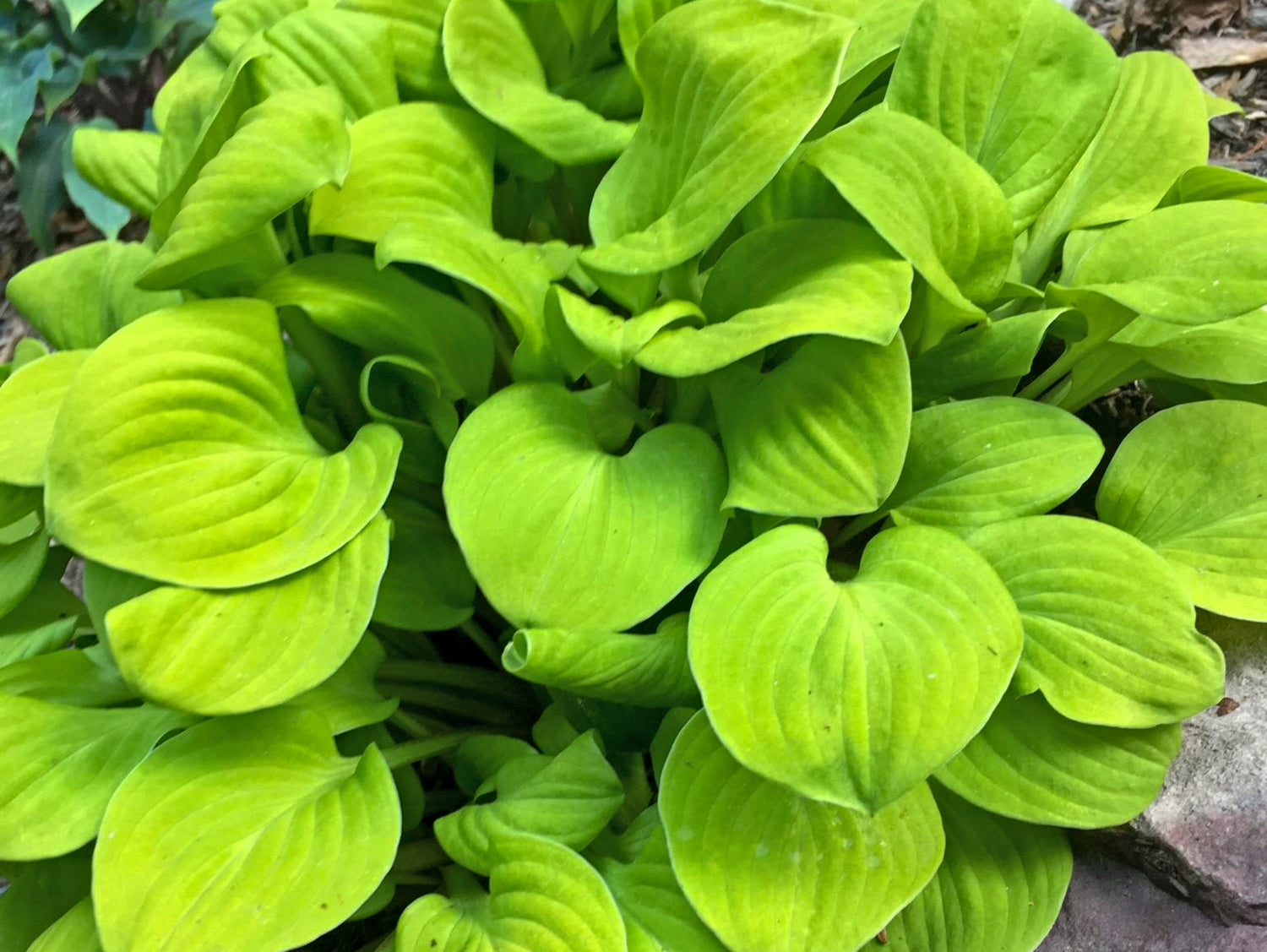 Sun Mouse Sun Mouse Hosta PP30033 - Small Gold Hosta Slug Resistant – NH Hostas