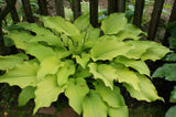 Sun Power Hosta