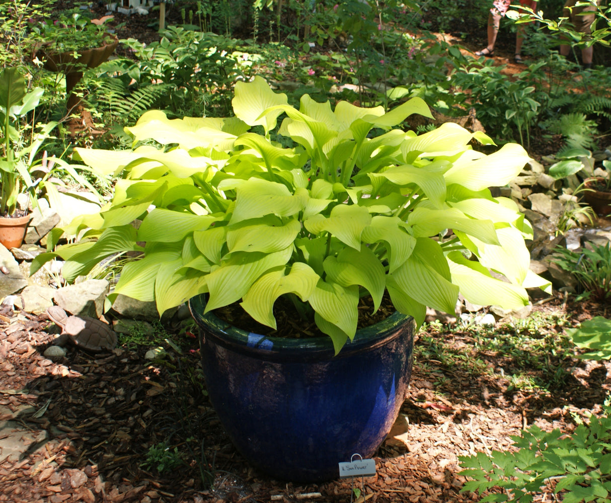 Sun Power Hosta