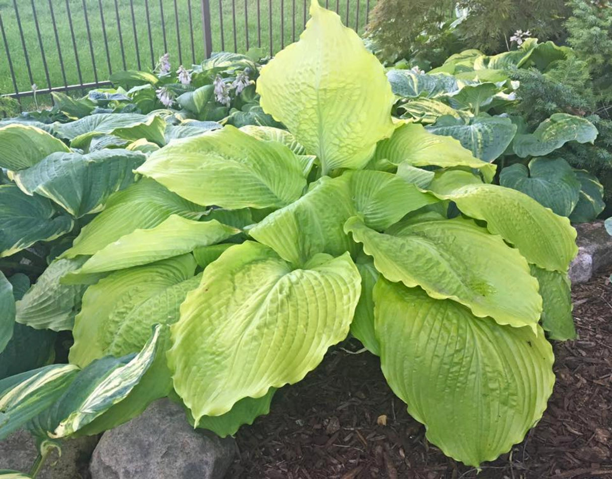 Sunflower Smiles Hosta