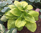 Sunflower Smiles Hosta