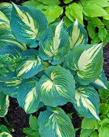 Superfecta Hosta Courtesy of Dan Wols