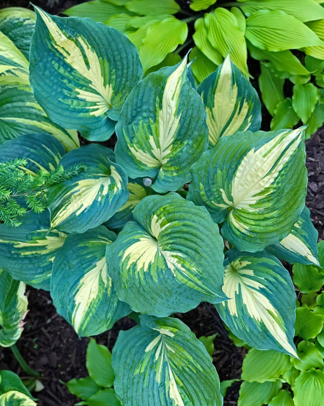 Superfecta Hosta Courtesy of Dan Wols