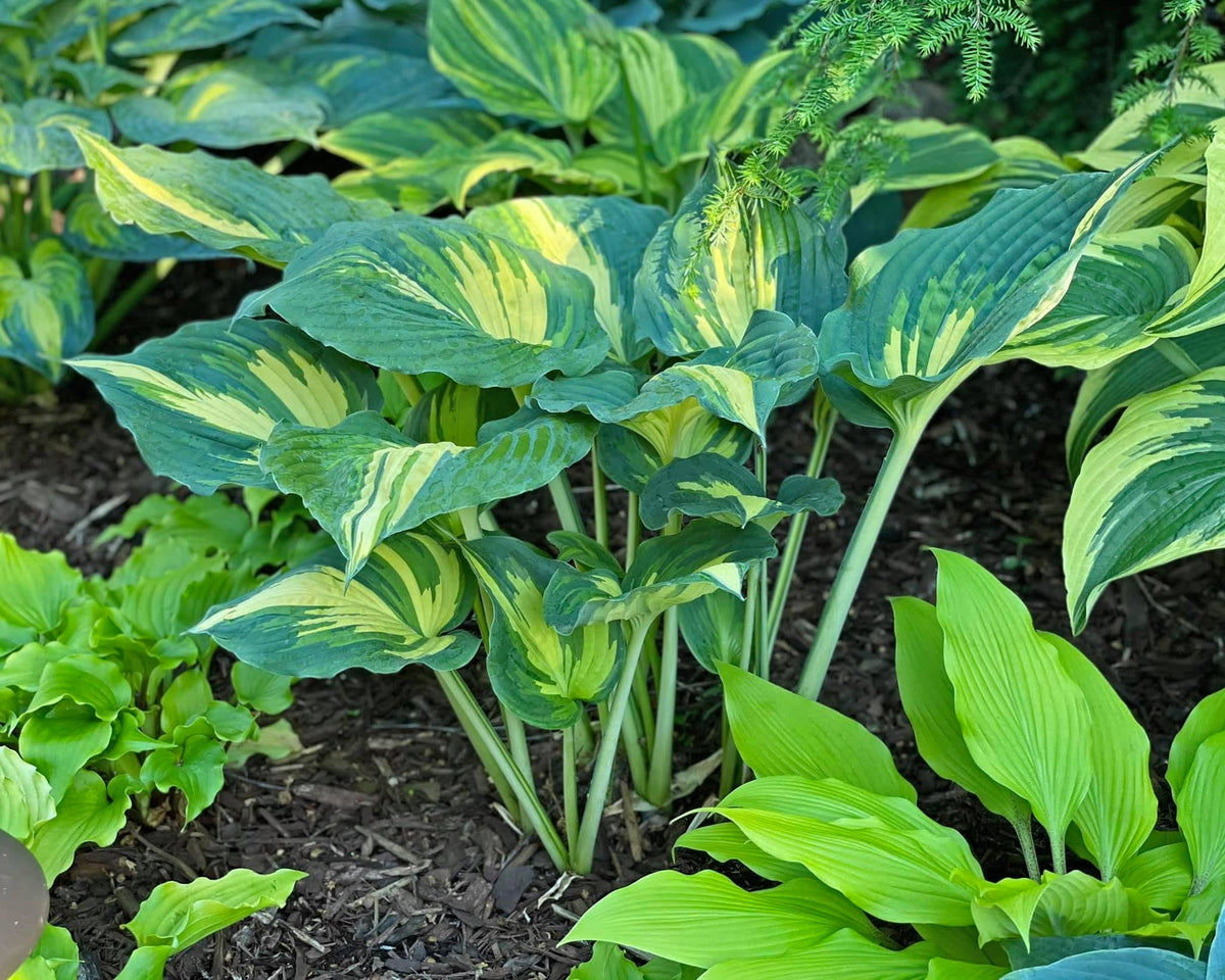 Superfecta Hosta Courtesy of Dan Wols