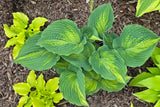 Superfecta Hosta Courtesy of Dan Wols