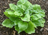 Susanna Hosta Courtesy of The Hosta Library