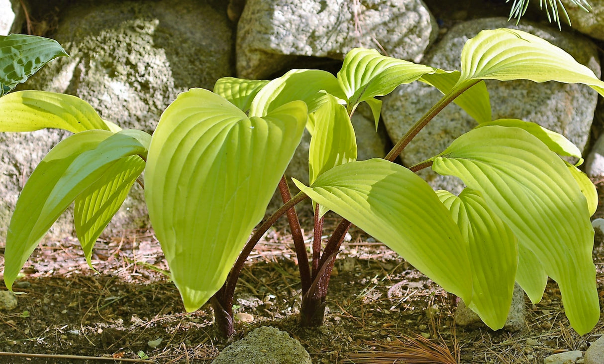 Suzanne Mahler Hosta