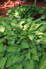 Sweet Home Chicago Hosta