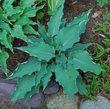 Sweet Caroline Hosta