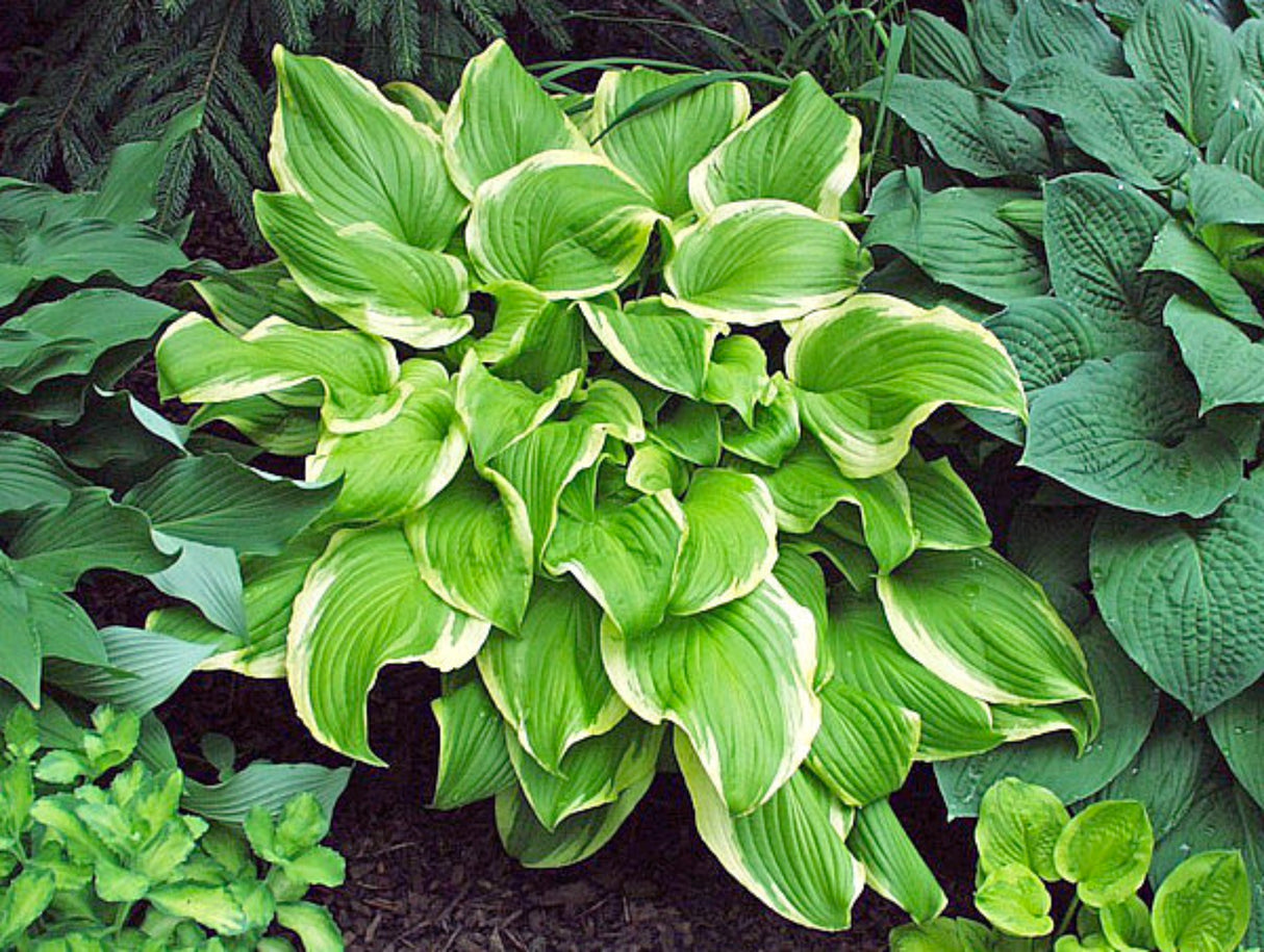 Sweetie Hosta