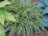 Syncopated Harmony Hosta