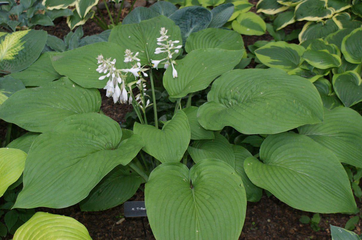 T Rex Hosta