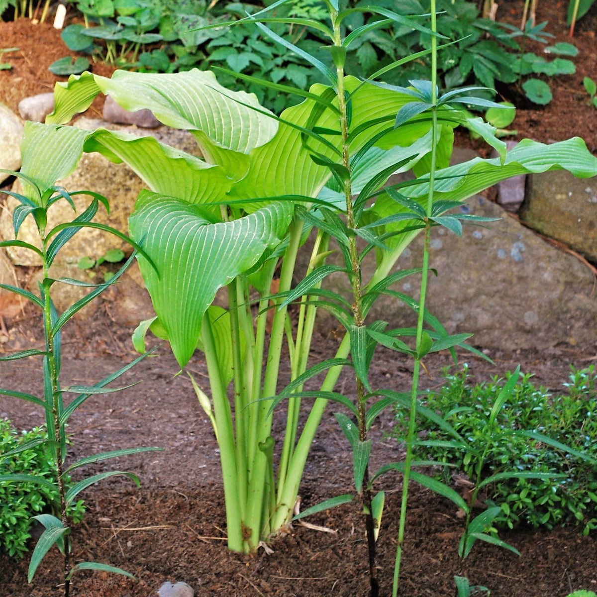 Talcott Ravine Hosta - 4.5 Inch Container (NEW For 2023!) – NH Hostas