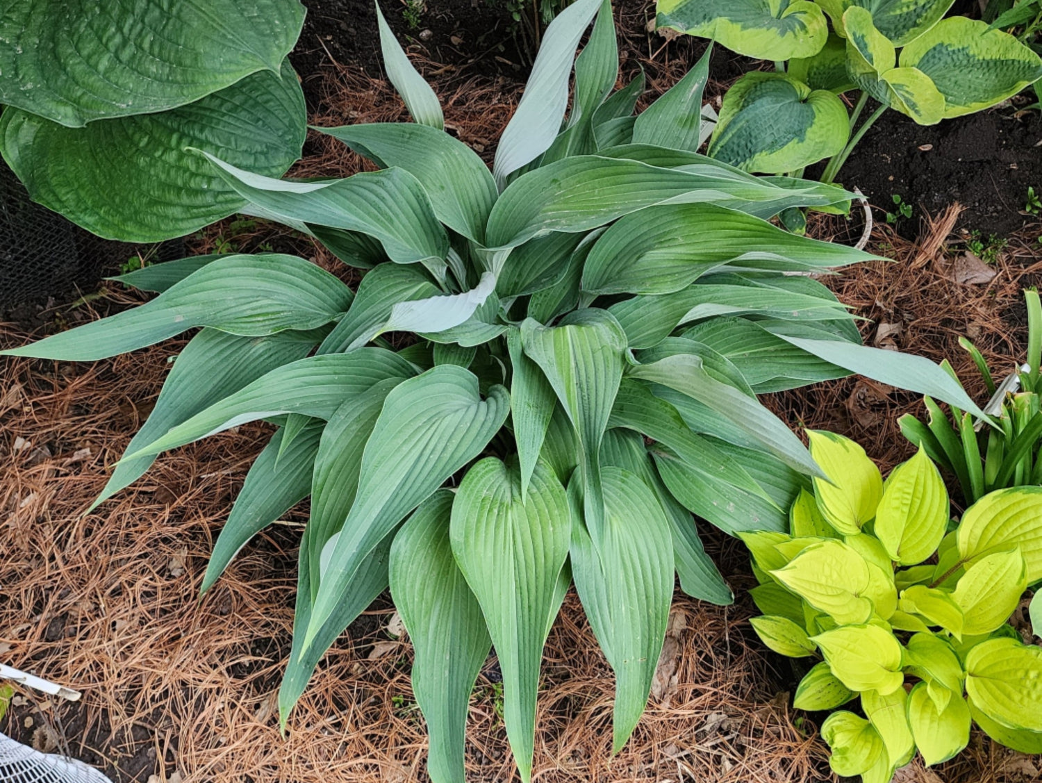 Container Hosta Talking Point Hosta - 4.5 Inch Container (NEW For 2023!) – NH Hostas