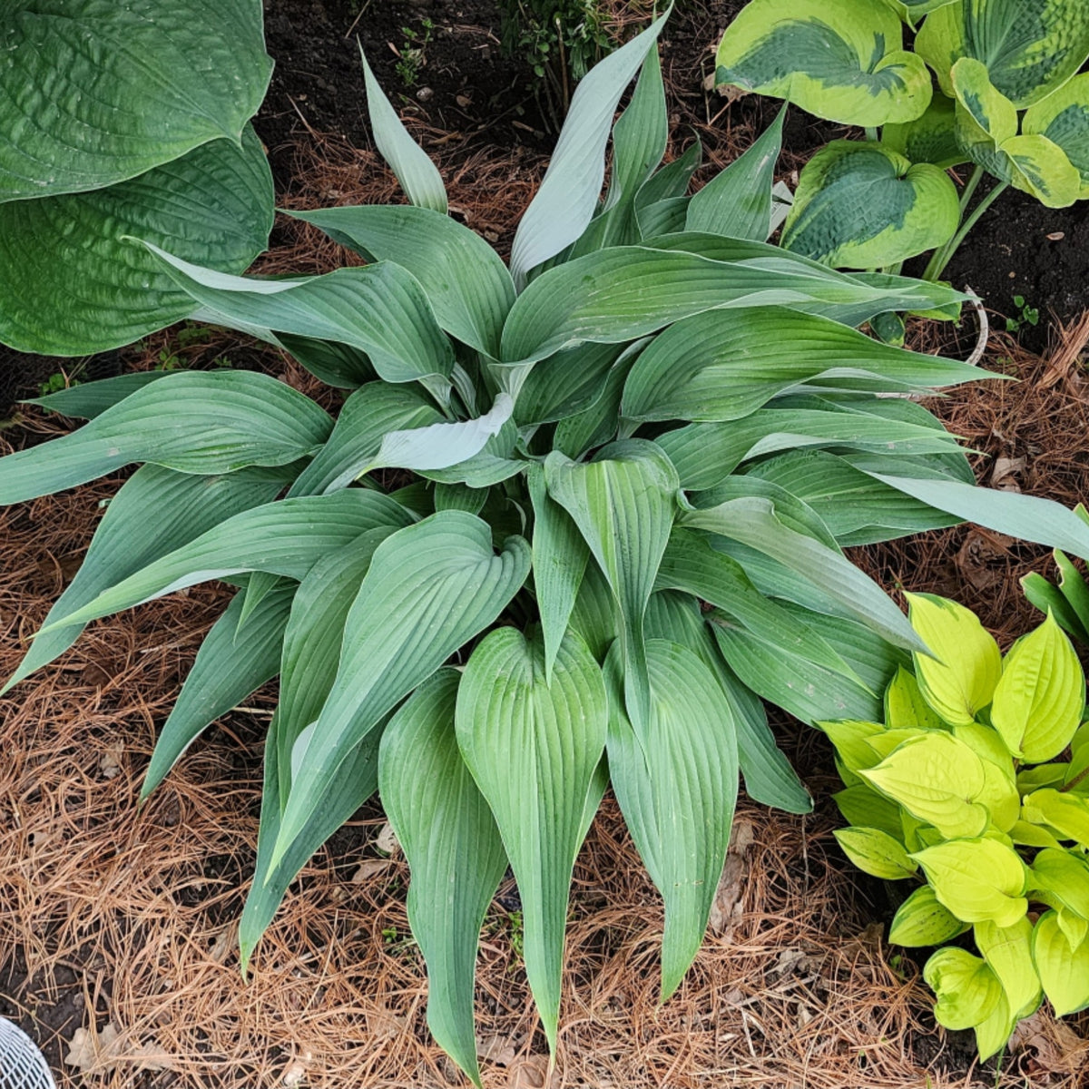 Talking Point Hosta - 4.5 Inch Container (NEW For 2023!) – NH Hostas