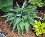 Talking Point Hosta