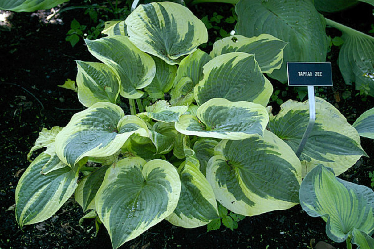 Tappan Zee Hosta